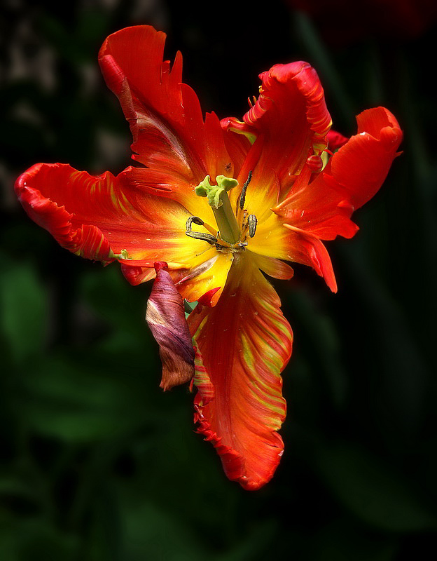 Blume  PICT 4872  Freigestellt_Bildgröße ändern.jpg